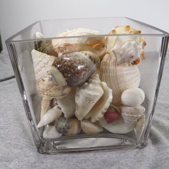 REAL Sea Shells & thick glass square vase 5" tall & wide OVER 4 POUNDS - Picture 10 of 16